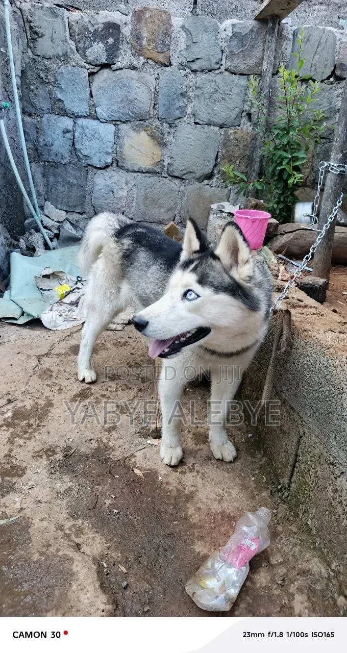 6-12 months Male Purebred Siberian Husky