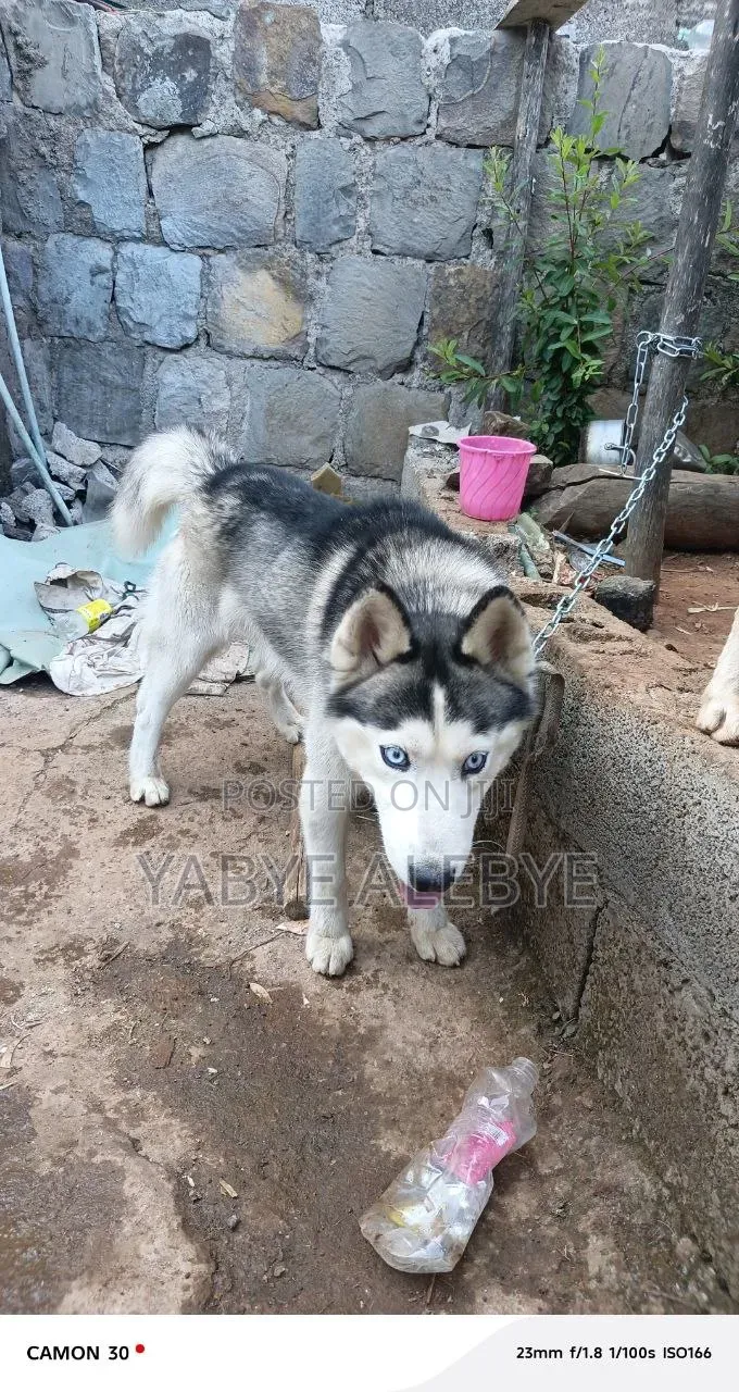 6-12 months Male Purebred Siberian Husky