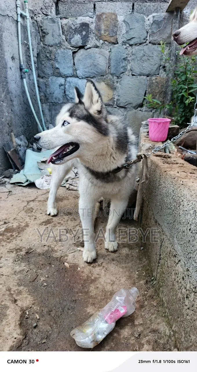 6-12 months Male Purebred Siberian Husky