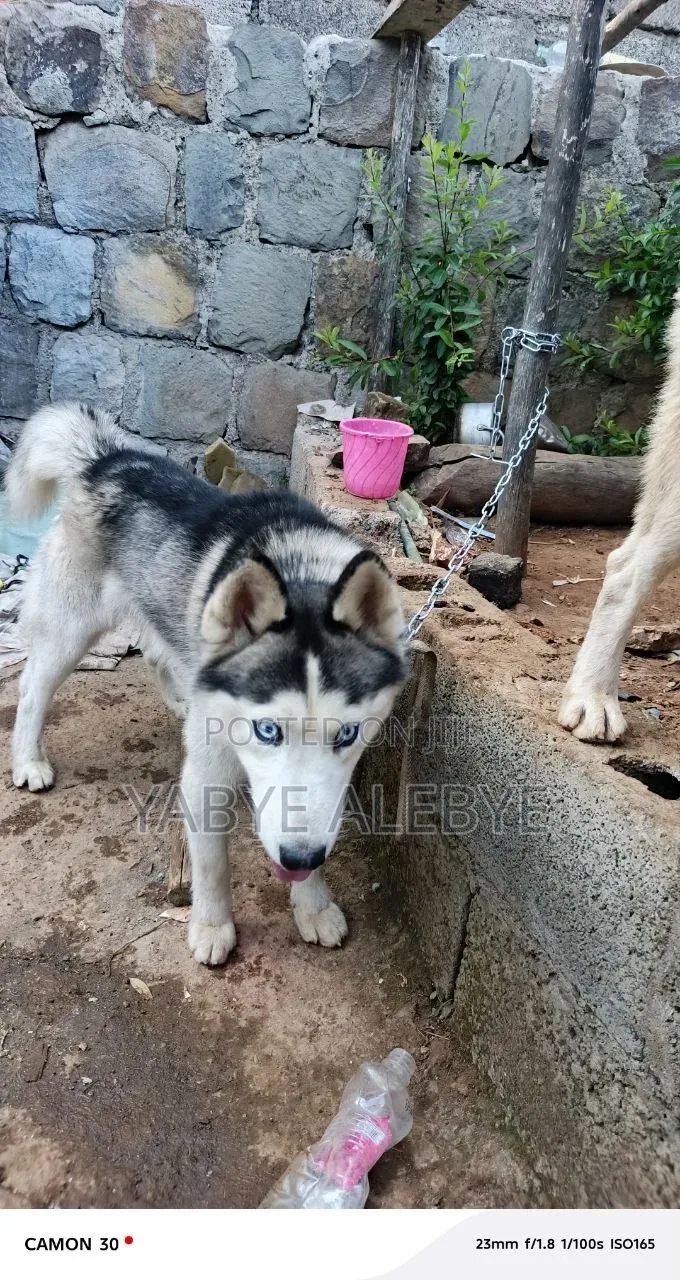 6-12 months Male Purebred Siberian Husky