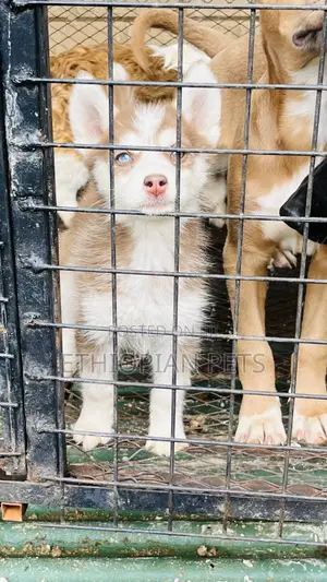 1-3 months Female Purebred Siberian Husky