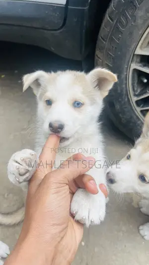 0-1 month Male Mixed Breed Siberian Husky