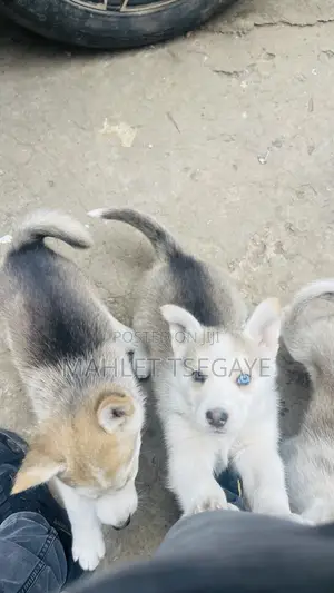 0-1 month Male Mixed Breed Siberian Husky
