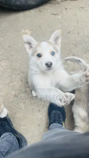 0-1 month Male Mixed Breed Siberian Husky