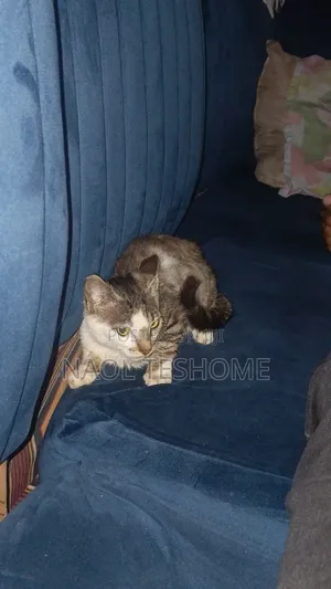 3-6 months Female Purebred American Curl