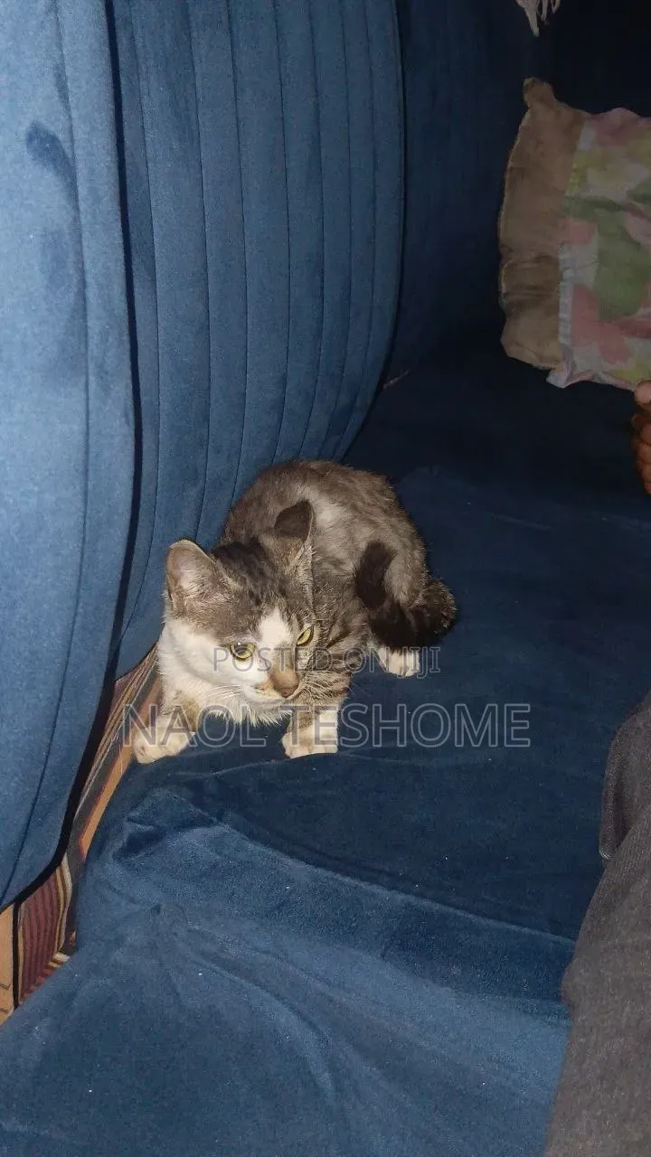 3-6 months Female Purebred American Curl