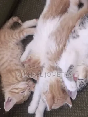 1-3 months Male Purebred Norwegian Forest