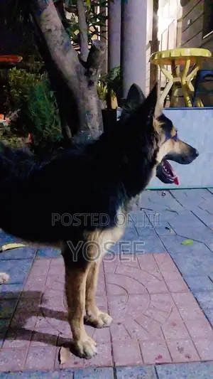 1-3 months Male Purebred German Shepherd