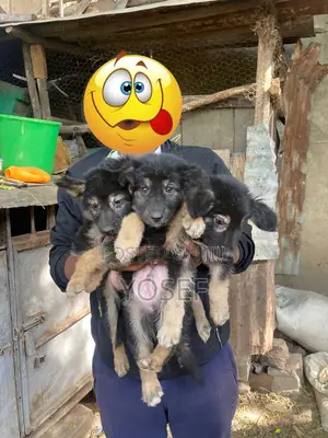 1-3 months Male Purebred German Shepherd