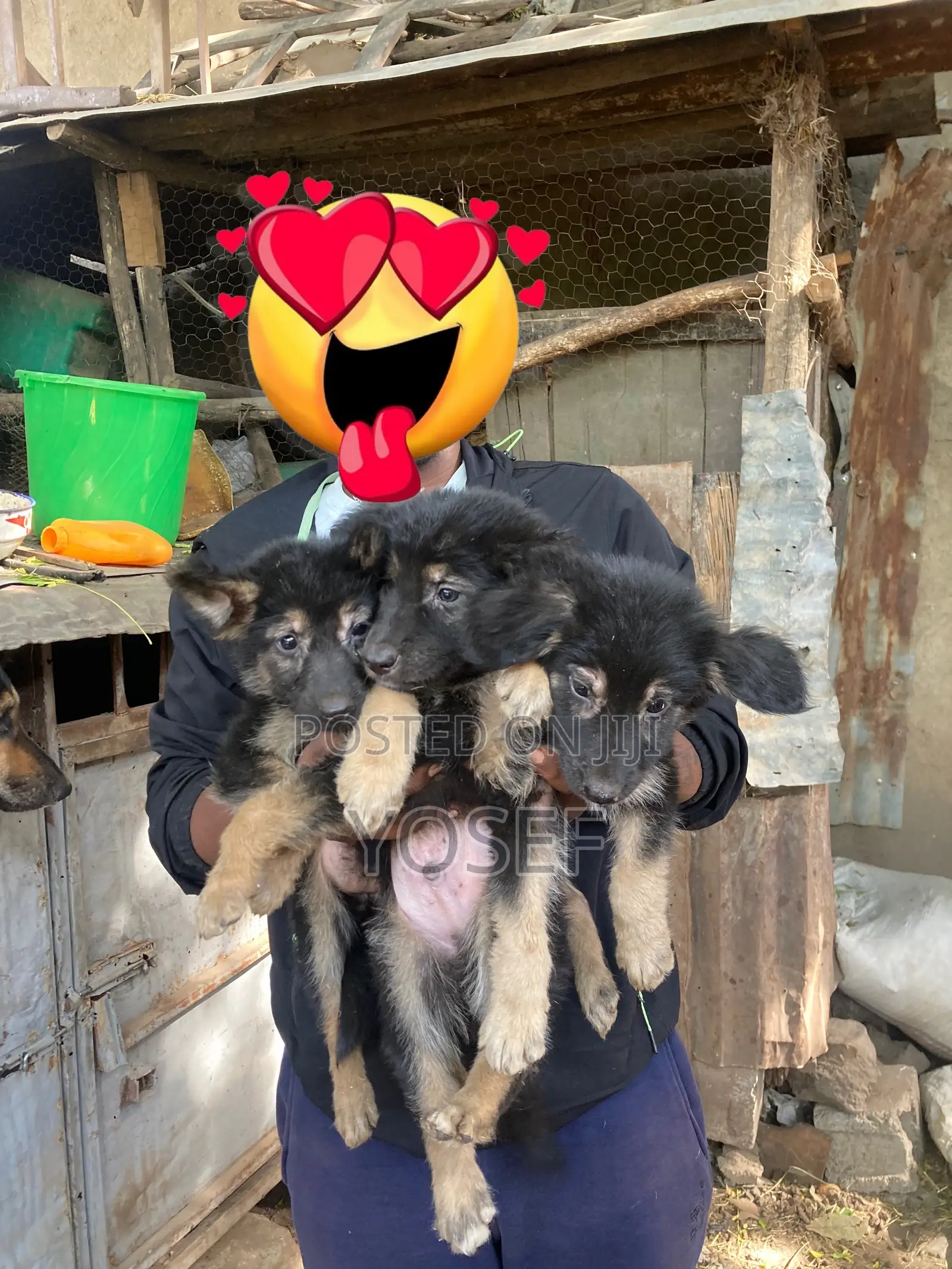 1-3 months Male Purebred German Shepherd