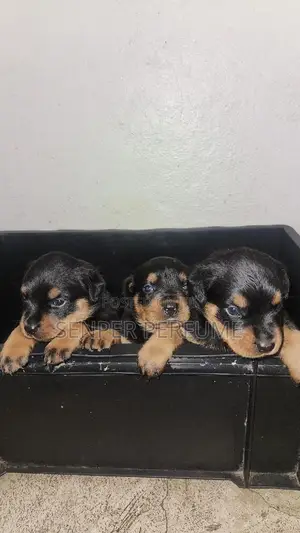 1-3 months Male Purebred Rottweiler