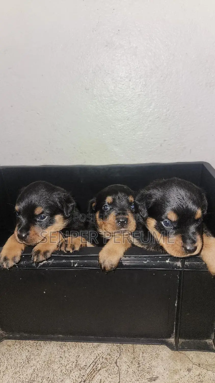 1-3 months Male Purebred Rottweiler