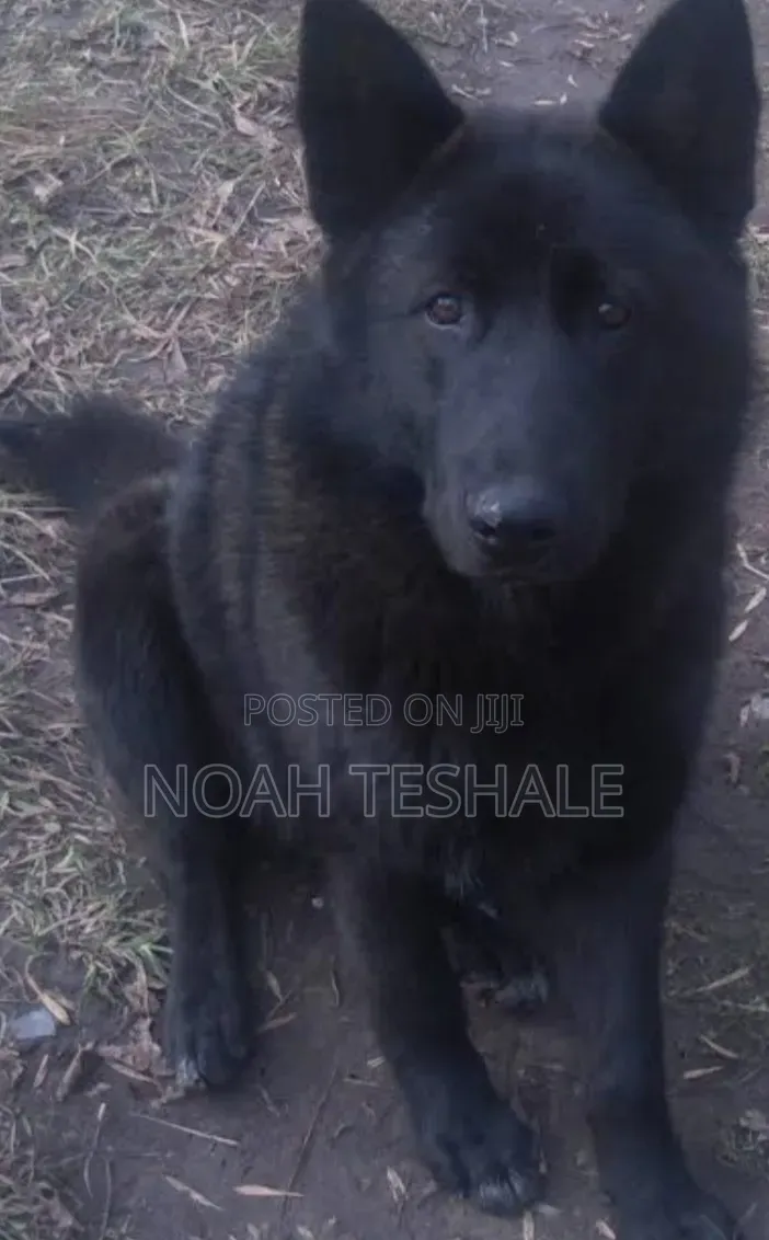 1-3 months Female Purebred German Shepherd