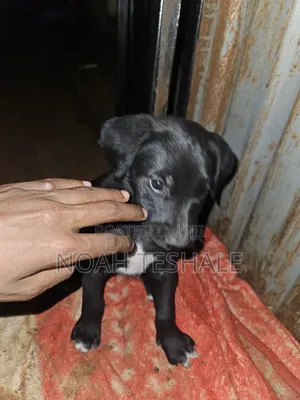 1-3 months Female Purebred German Shepherd