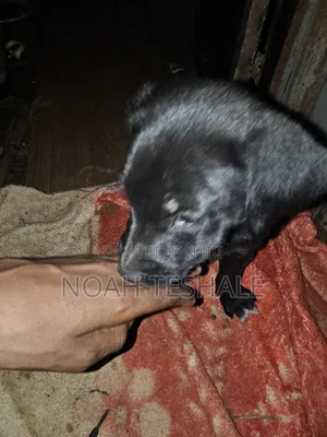 1-3 months Female Purebred German Shepherd