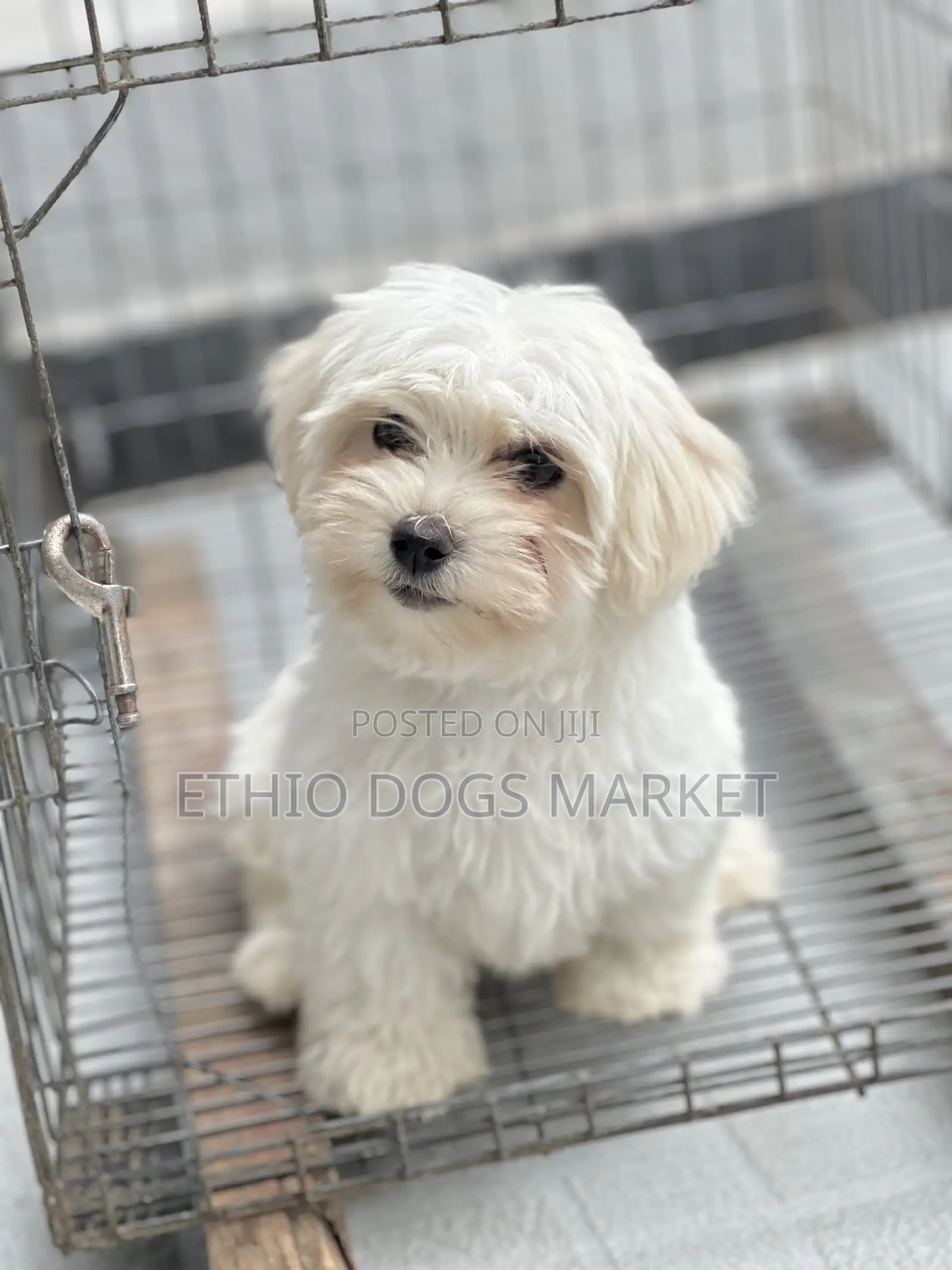 1-3 months Male Purebred Maltese