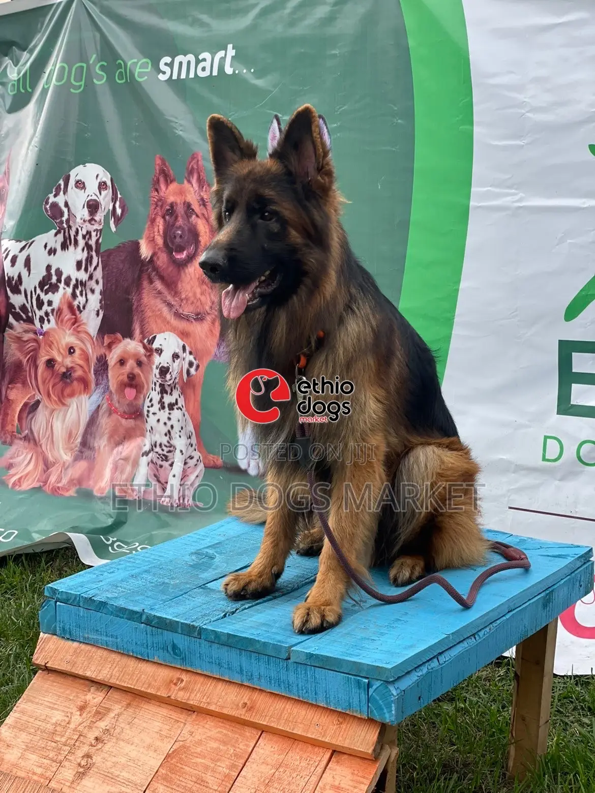 1-3 months Male Purebred German Shepherd