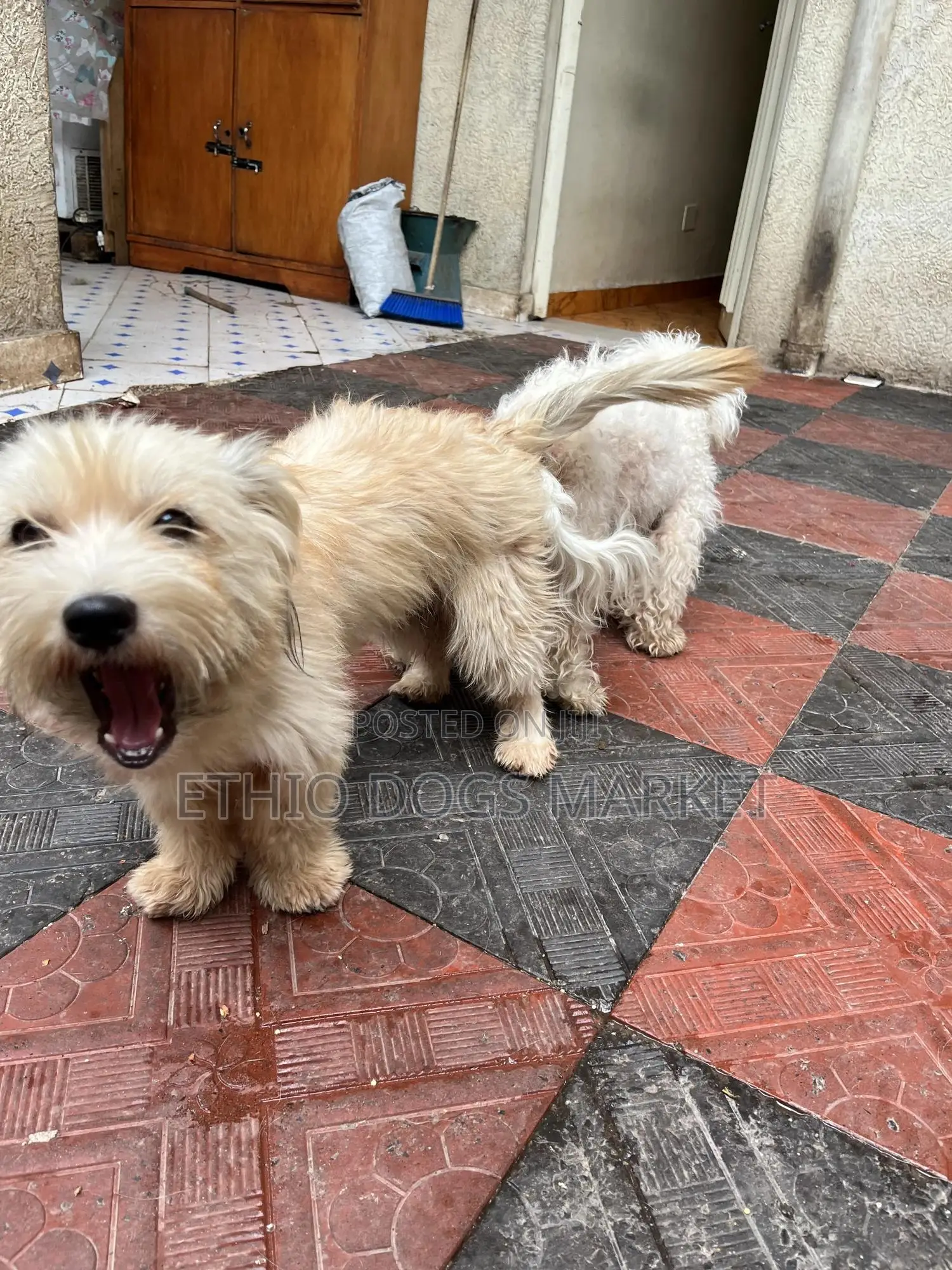 1+ year Female Mixed Breed Maltese