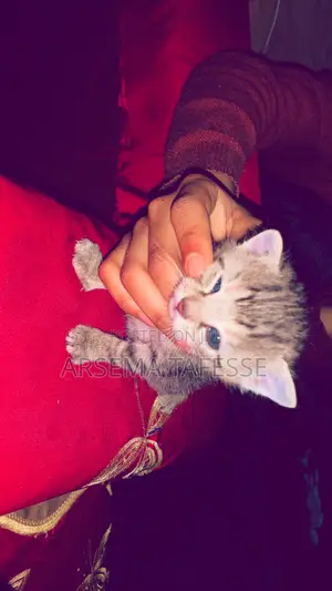 0-1 month Female Purebred Abyssinian