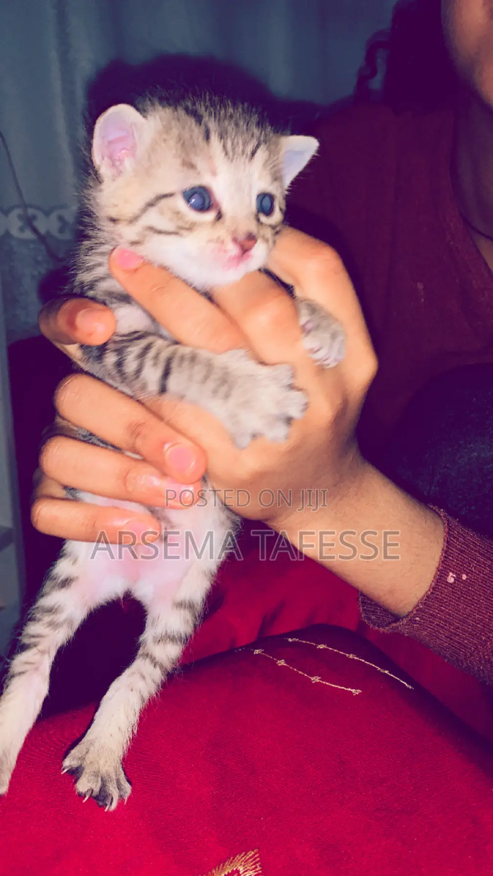 0-1 month Female Purebred Abyssinian