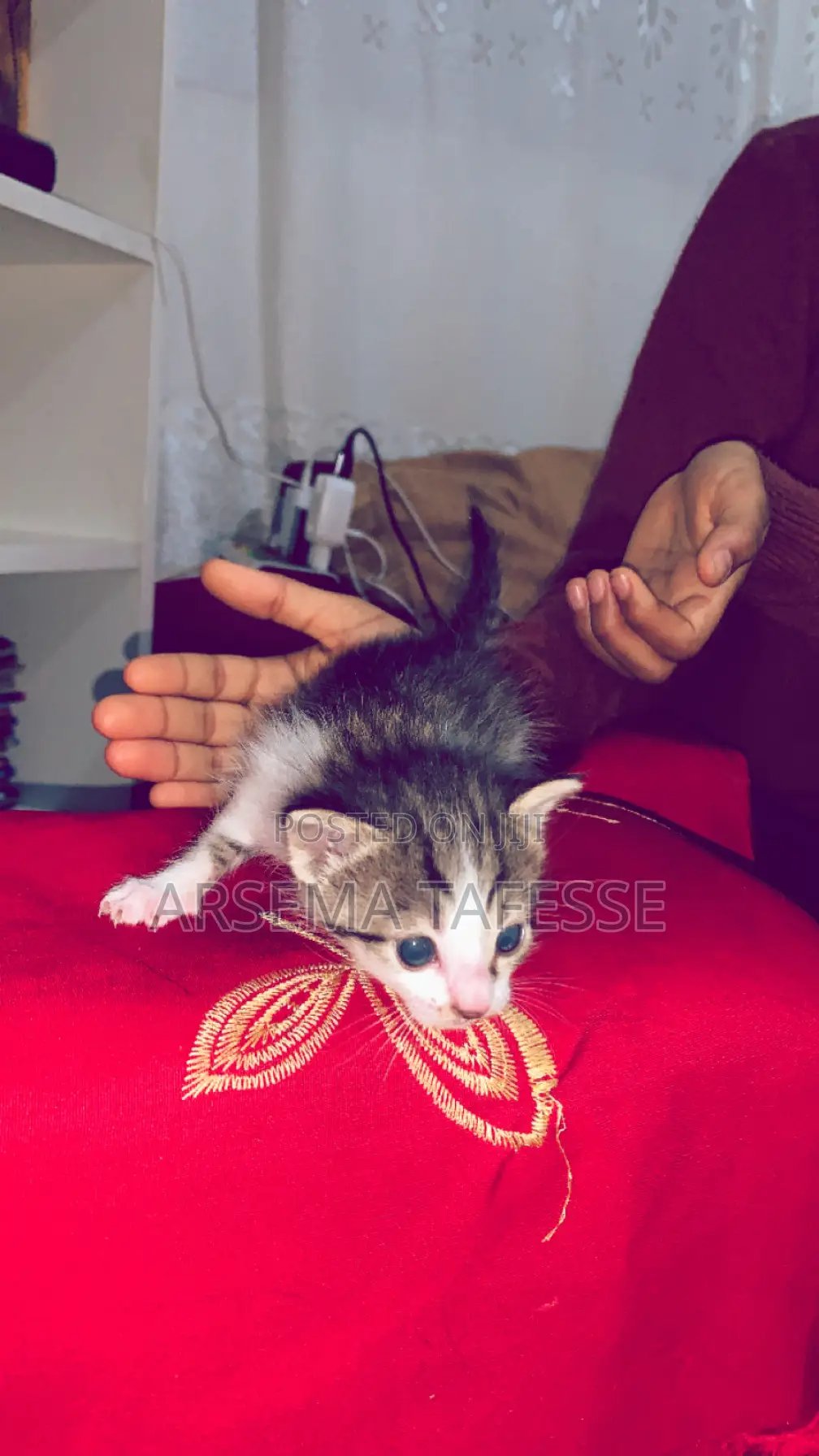 0-1 month Female Purebred Abyssinian