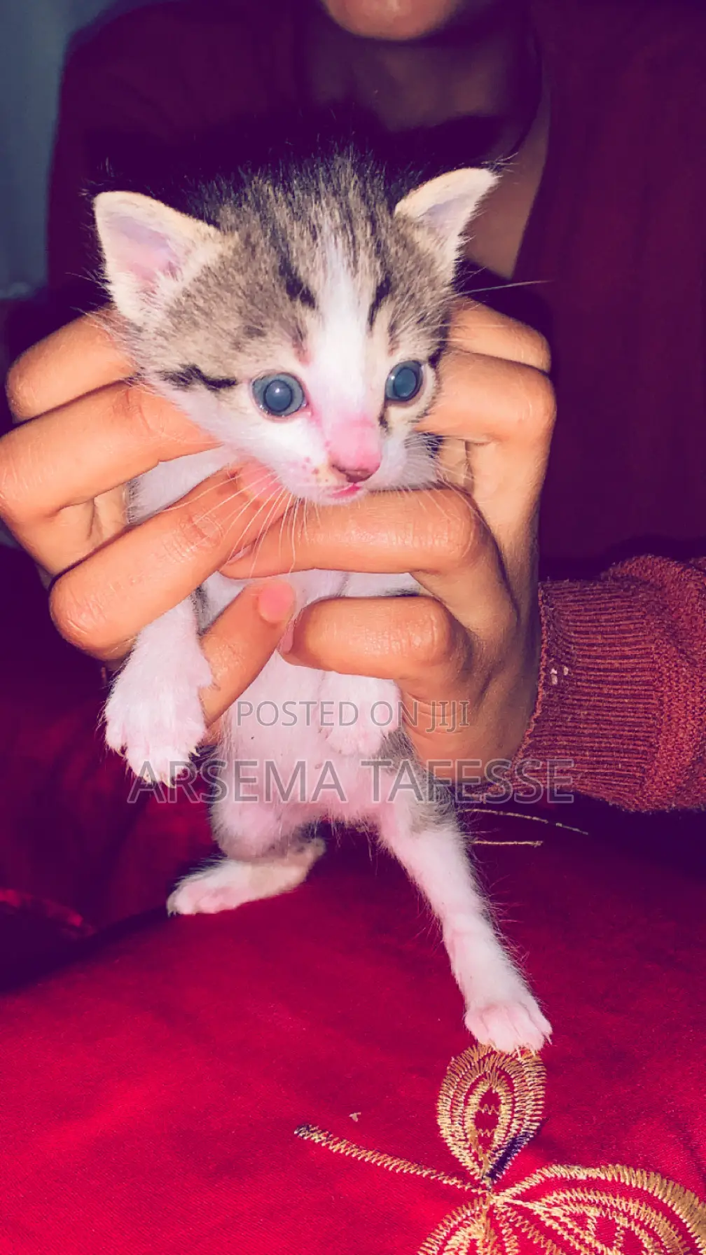 0-1 month Female Purebred Abyssinian