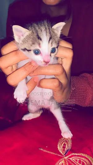 0-1 month Female Purebred Abyssinian