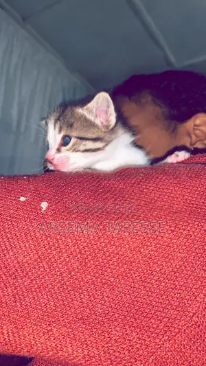 0-1 month Female Purebred Abyssinian
