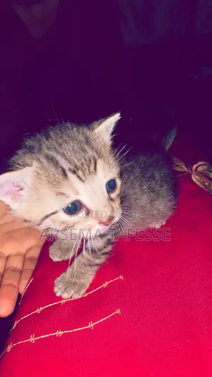 0-1 month Female Purebred Abyssinian