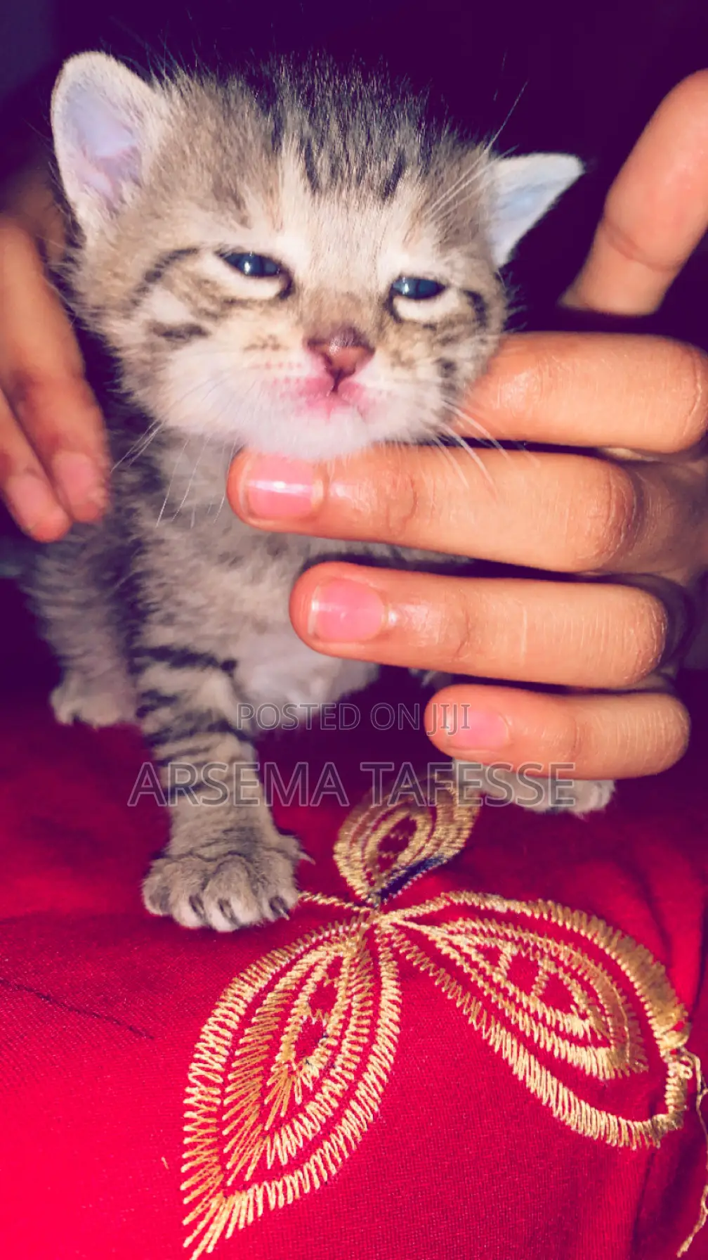 0-1 month Female Purebred Abyssinian