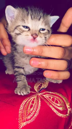0-1 month Female Purebred Abyssinian
