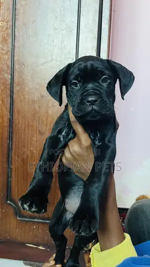 1-3 months Female Purebred Cane Corso