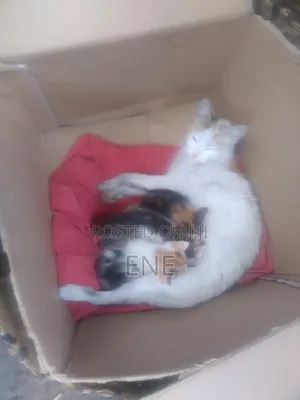 0-1 month Male Mixed Breed American Curl