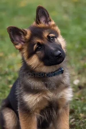 1-3 months Male Purebred German Shepherd