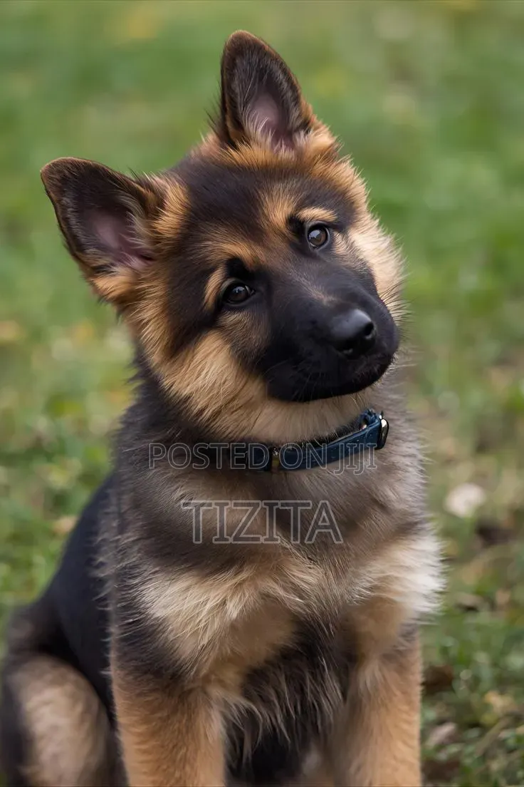 1-3 months Male Purebred German Shepherd