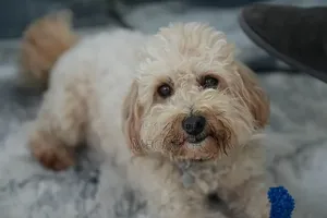1-3 months Male Purebred Maltipoo