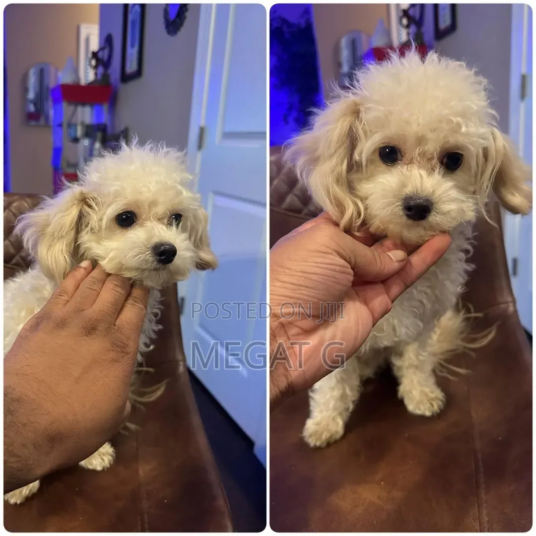1-3 months Male Purebred Maltipoo
