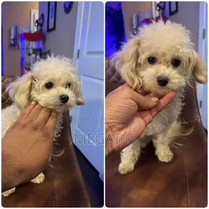 1-3 months Male Purebred Maltipoo
