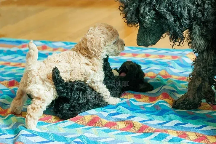 1-3 months Male Purebred Poodle