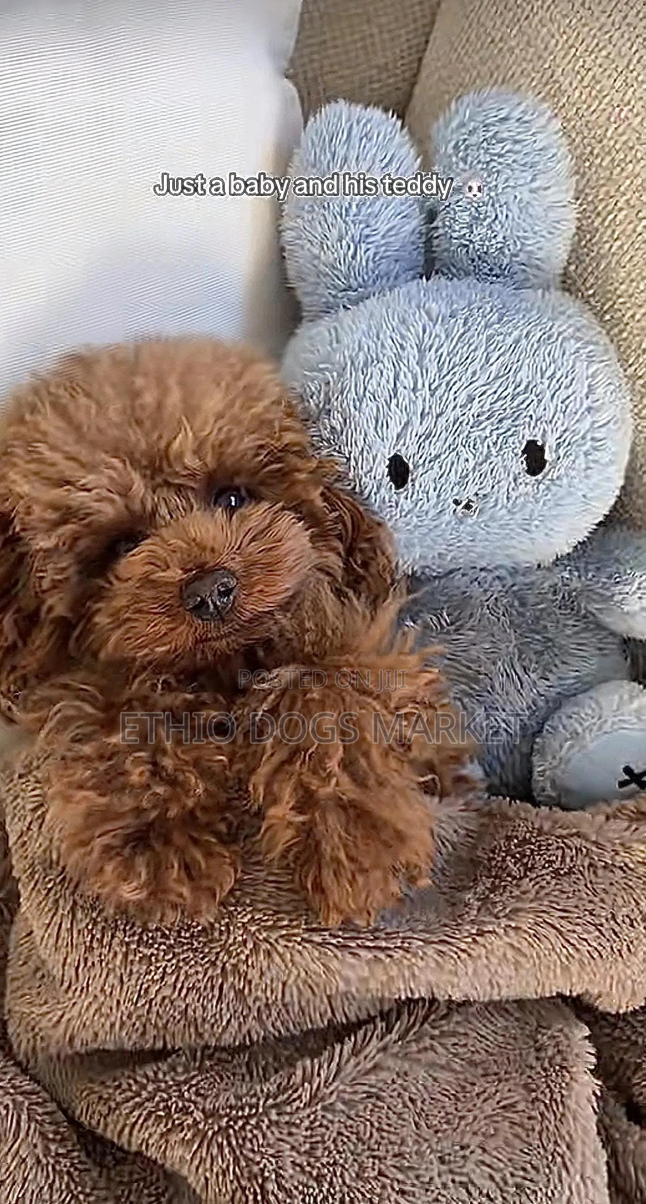 1-3 months Male Purebred Poodle