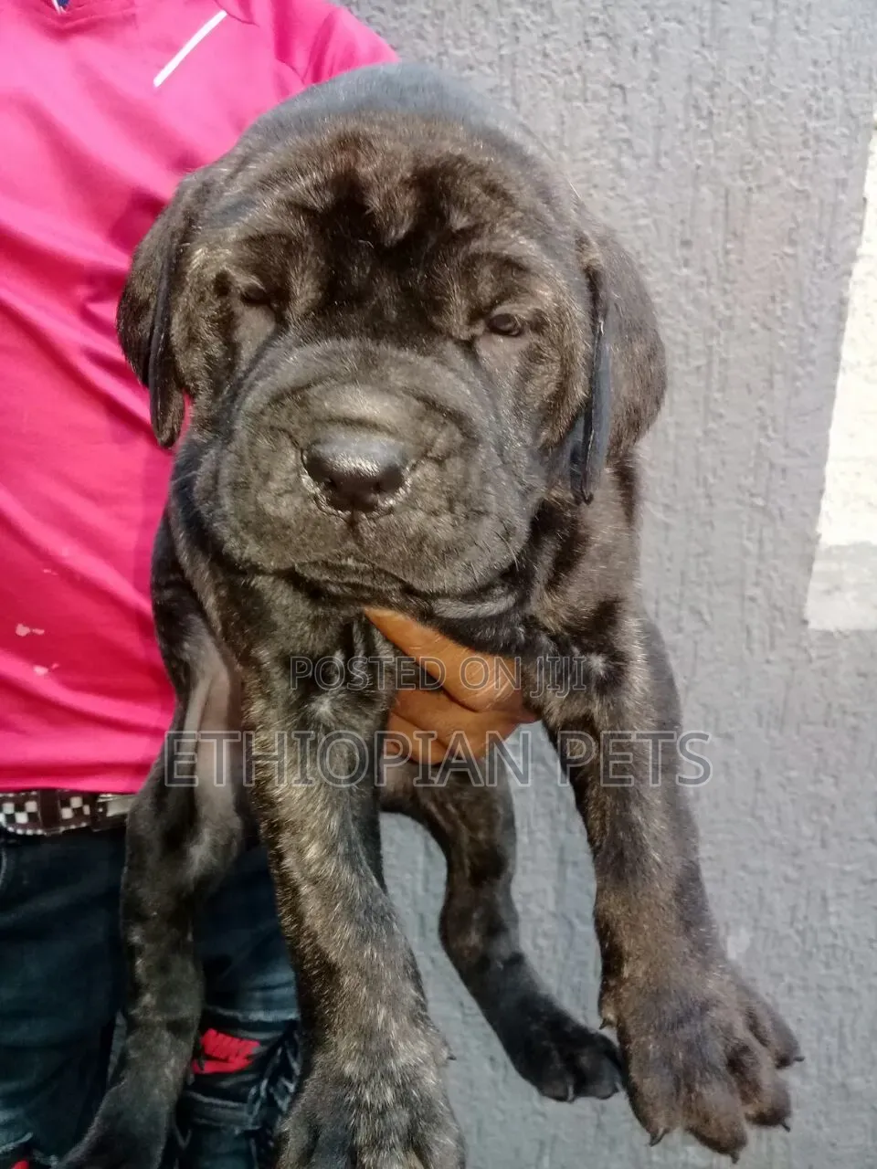 1-3 months Male Purebred Mastiff
