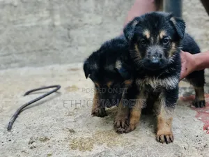 1-3 months Male Purebred German Shepherd