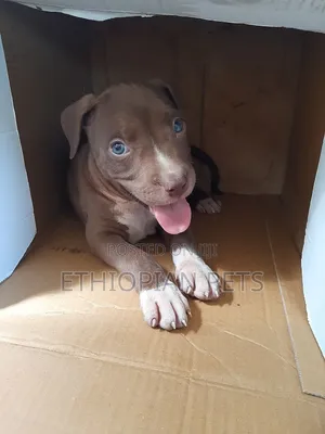 1-3 months Male Purebred American Pit Bull Terrier