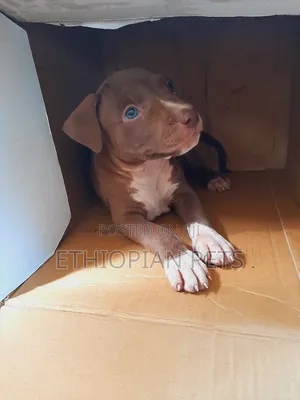 1-3 months Male Purebred American Pit Bull Terrier