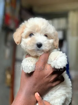 1-3 months Male Purebred Maltipoo