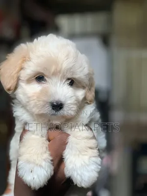 1-3 months Male Purebred Maltipoo