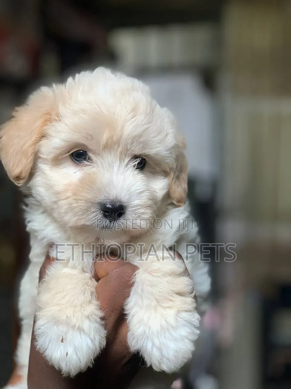 1-3 months Male Purebred Maltipoo