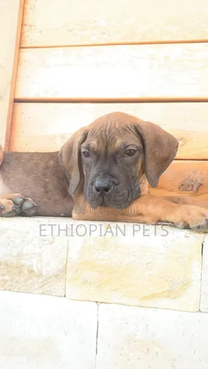1-3 months Male Purebred Boerboel
