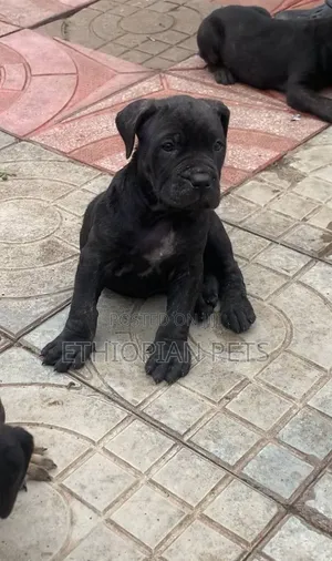 1-3 months Male Purebred Boerboel