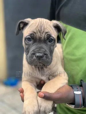 1-3 months Male Purebred Boerboel